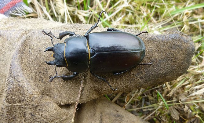Weiblicher Hirschk&auml;fer (Foto: B. Schwarzberg)