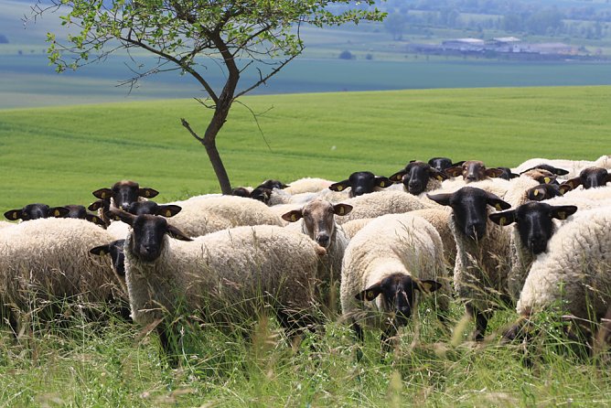 Weidesaison ist angelaufen, Landschaftspfleger auf 4 Beinen (Foto: Naturstiftung David)