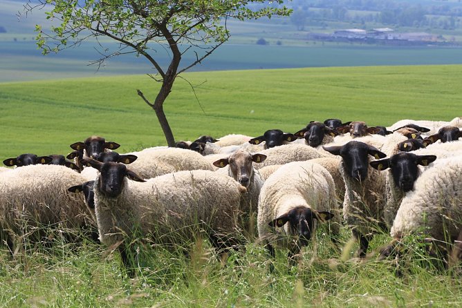 Weidesaison ist angelaufen (Foto: Naturstiftung David)