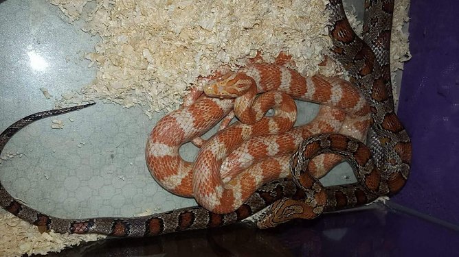 Schlangenpower im Doppelpack (Foto: Tierheim Nordhausen)