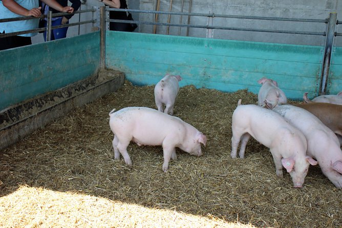 Massenansturm beim Hoffest in Greußen (Foto: Karl-Heinz Herrmann) Massenansturm beim Hoffest in Greußen (Foto: Karl-Heinz Herrmann)