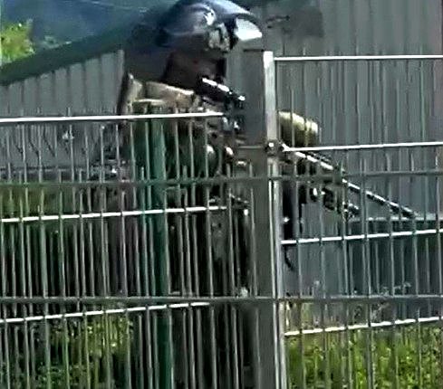 Schwer bewaffnet (Foto: privat)