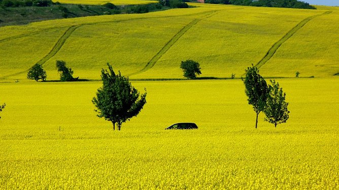 Ganz in Gelb (Foto: Peter Möbius) Ganz in Gelb (Foto: Peter Möbius)