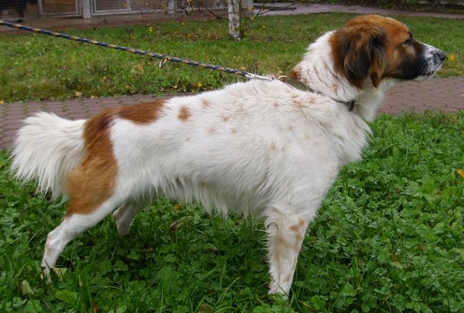 Kaspar (Foto: Tierheim Nordhausen) Kaspar (Foto: Tierheim Nordhausen)