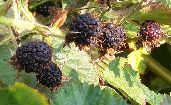 So eine Trockenheit hatte ich noch nie (Foto: privat)