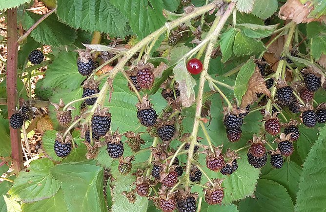So eine Trockenheit hatte ich noch nie (Foto: privat)