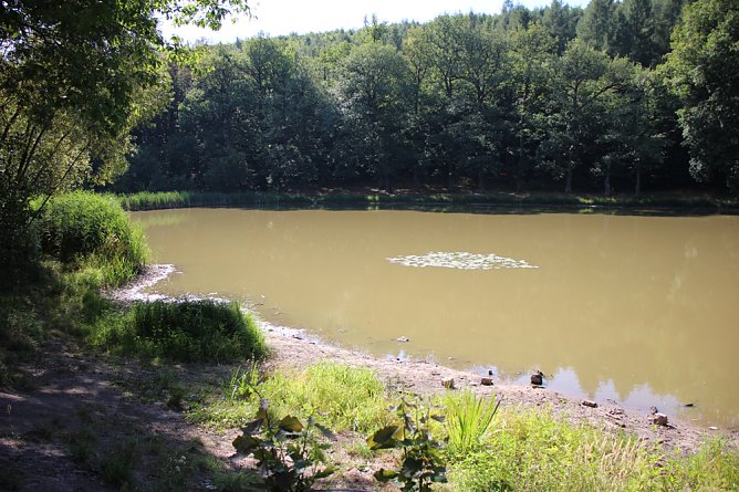 Wie sieht es am Pfaffenteich aus? (Foto: Karl-Heinz Herrmann)