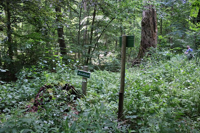 Blutbuchenfest und Filmvorführung (Foto: Karl-Heinz Herrmann) Blutbuchenfest und Filmvorführung (Foto: Karl-Heinz Herrmann)