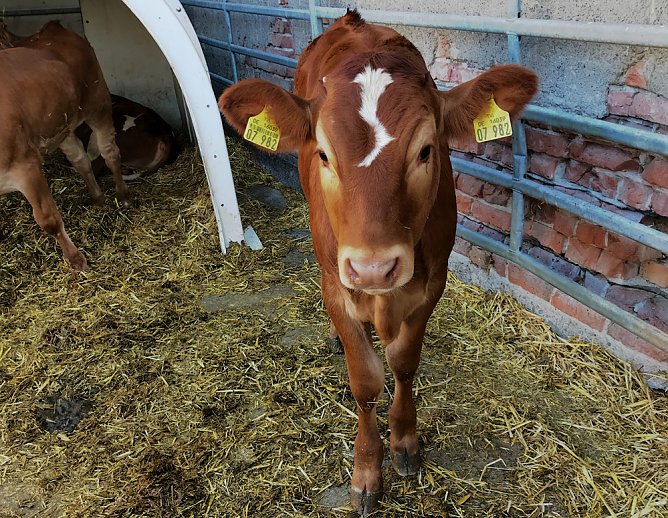 Tierschutz-Tour zeigt: (Foto: Babett Pfefferlein) Tierschutz-Tour zeigt: (Foto: Babett Pfefferlein)