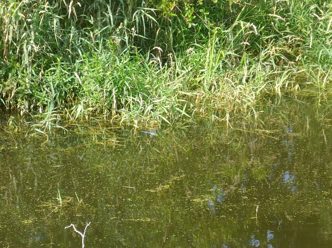 Naturschutz an der Kleinen Helme (Foto: LPV)