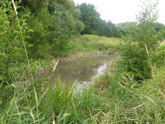 Naturschutz an der Kleinen Helme (Foto: LPV)