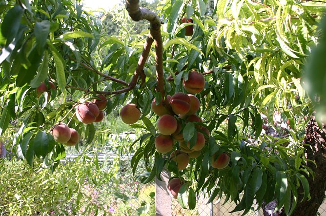 Die riesige Ernte (Foto: Jürgen Müller) Die riesige Ernte (Foto: Jürgen Müller)