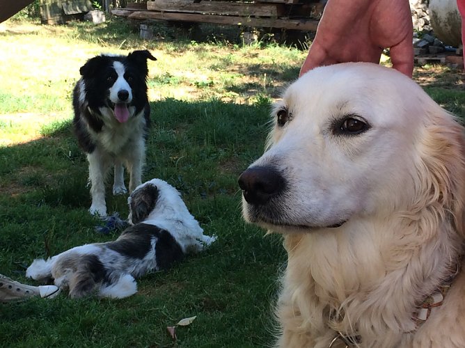 Bündnisgrüne wollen Tierschutz verbessern (Foto: Babett Pfefferlein) Bündnisgrüne wollen Tierschutz verbessern (Foto: Babett Pfefferlein)