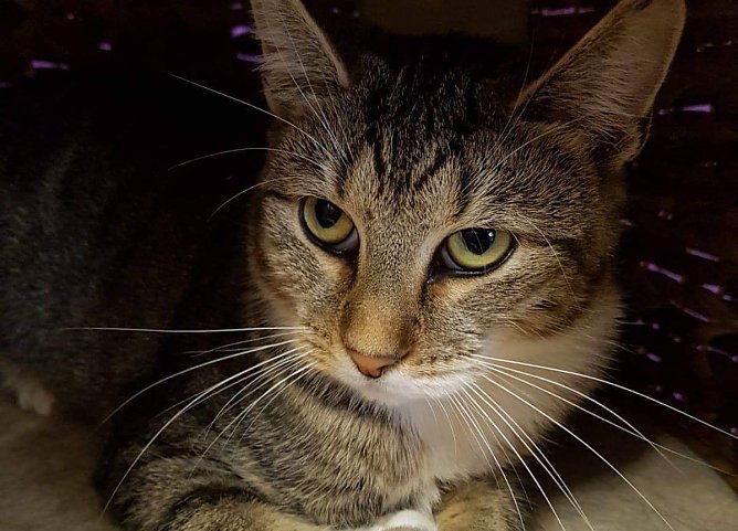 Sandy, die Sch&uuml;chterne (Foto: Tierheim Nordhausen)