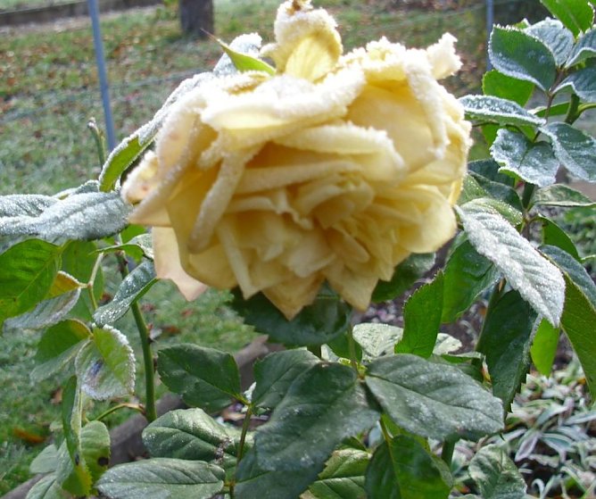 Frostige Garten-Impressionen (Foto: Thomas Leipold) Frostige Garten-Impressionen (Foto: Thomas Leipold)