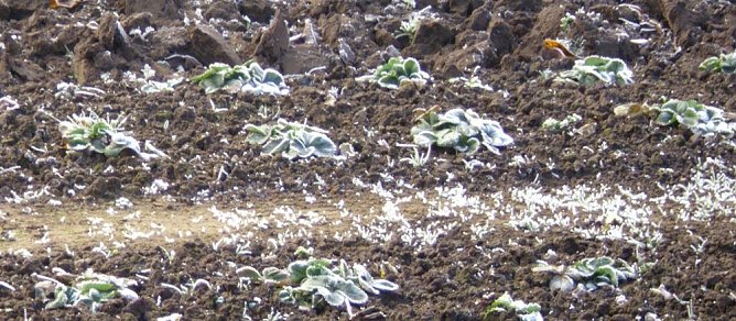 Frostige Garten-Impressionen (Foto: Thomas Leipold) Frostige Garten-Impressionen (Foto: Thomas Leipold)