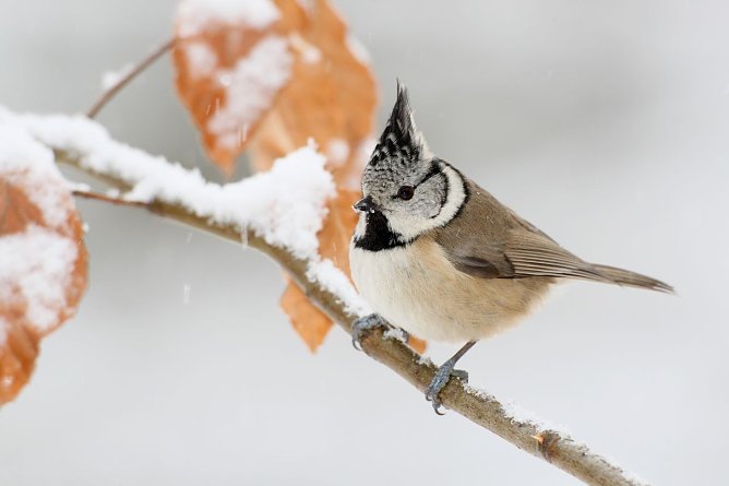 Die Stunde der Wintervögel (Foto: NABU Thüringen/Frank Derer) Die Stunde der Wintervögel (Foto: NABU Thüringen/Frank Derer)