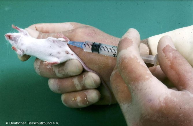 Tierversuche an M&auml;usen (Foto: Deutscher Tirschutzbund)