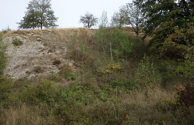 Kulturlandschaft am Kyffhäuser wird gepflegt (Foto: Landschaftspflegeverband) Kulturlandschaft am Kyffhäuser wird gepflegt (Foto: Landschaftspflegeverband)