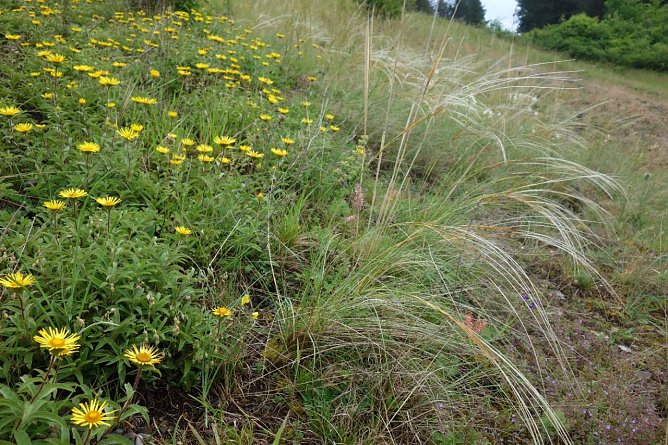 Kulturlandschaft am Kyffhäuser wird gepflegt (Foto: Landschaftspflegeverband) Kulturlandschaft am Kyffhäuser wird gepflegt (Foto: Landschaftspflegeverband)