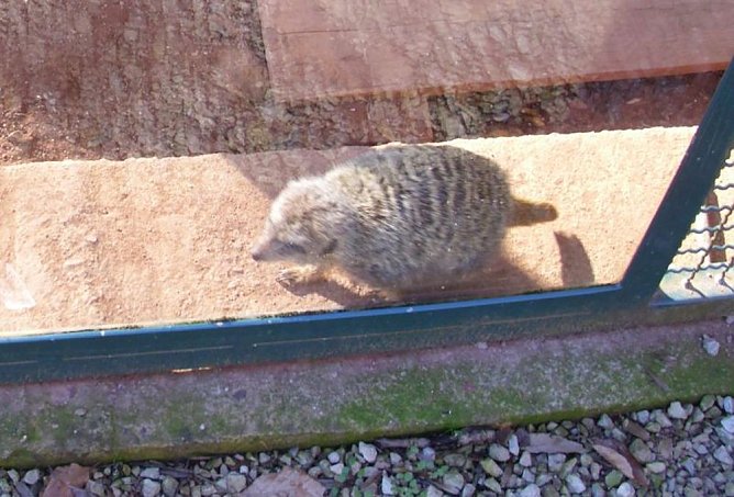 Zu Besuch bei Erdmännchen, Gepard und Co. auf dem Possen (Foto: Thomas Leipold) Zu Besuch bei Erdmännchen, Gepard und Co. auf dem Possen (Foto: Thomas Leipold)