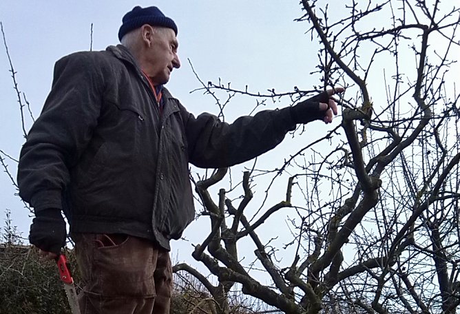 Von Fruchtmumien und Wuchsgesetzen (Foto: Judith Blinzler)