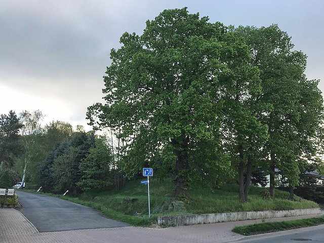 Thema Baumrodungen in Sondershausen (Foto: privat) Thema Baumrodungen in Sondershausen (Foto: privat)