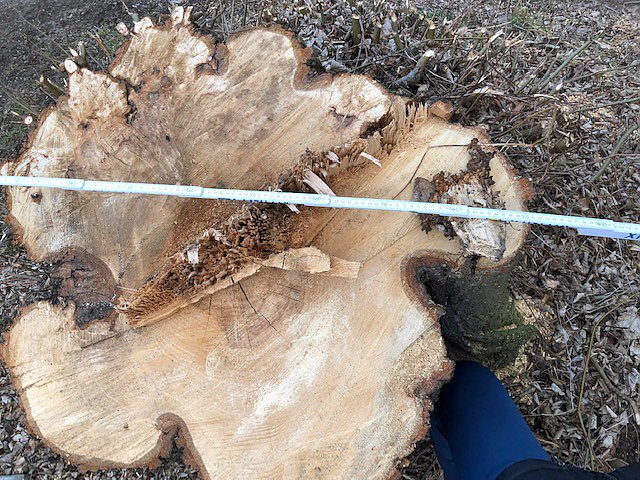 Thema Baumrodungen in Sondershausen (Foto: privat) Thema Baumrodungen in Sondershausen (Foto: privat)