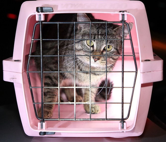 Tierrettung am Abend (Foto: Silvio Dietzel) Tierrettung am Abend (Foto: Silvio Dietzel)