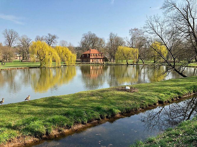 Schw&auml;ne residieren im Schlosspark Sondershausen � (Foto: Manuel Mucha)