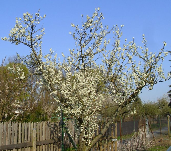 Blick &uuml;ber den Gartenzaun (Foto: Thomas Leipold)