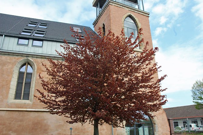 1. Sondershäuser Blutbuchen–Königin gekrönt (Foto: Karl-Heinz Herrmann) 1. Sondershäuser Blutbuchen–Königin gekrönt (Foto: Karl-Heinz Herrmann)