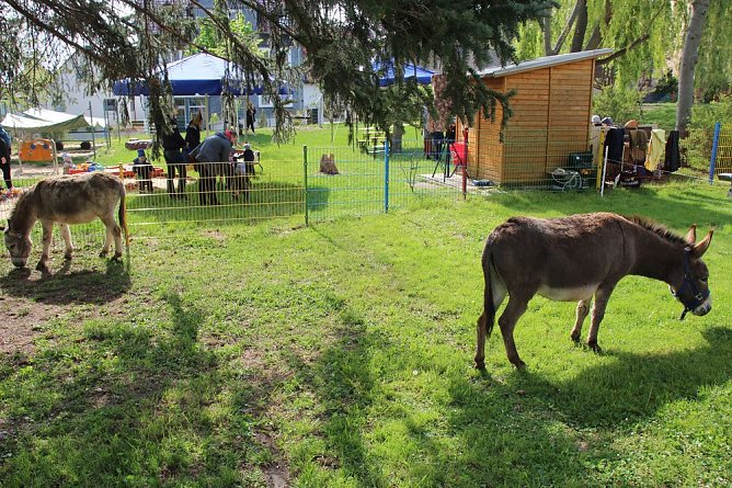 Kitas feiern Mittelalterfest (Foto: Karl-Heinz Herrmann) Kitas feiern Mittelalterfest (Foto: Karl-Heinz Herrmann)
