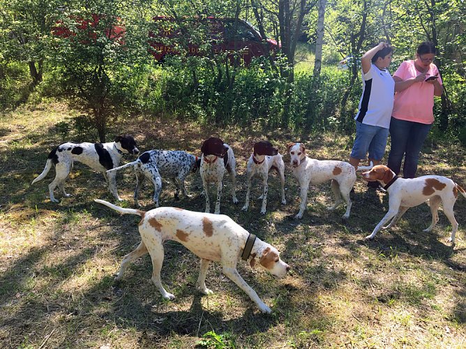 &Uuml;berregionales Treffen von Hundehaltern auf dem Freilaufgel&auml;nde  in Sondershausen... (Foto: Ines Schwarz)