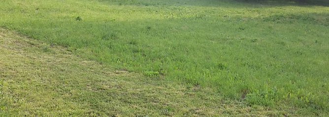 Blumenwiese zum Nachmachen (Foto: Karl-Heinz Herrmann) Blumenwiese zum Nachmachen (Foto: Karl-Heinz Herrmann)