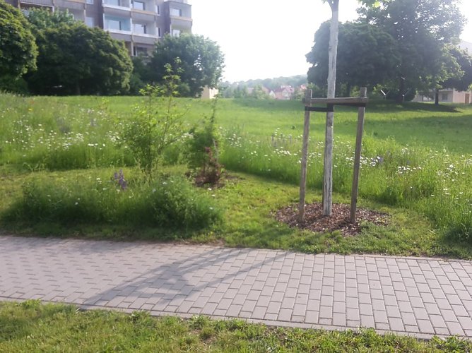 Blumenwiese zum Nachmachen (Foto: Karl-Heinz Herrmann) Blumenwiese zum Nachmachen (Foto: Karl-Heinz Herrmann)