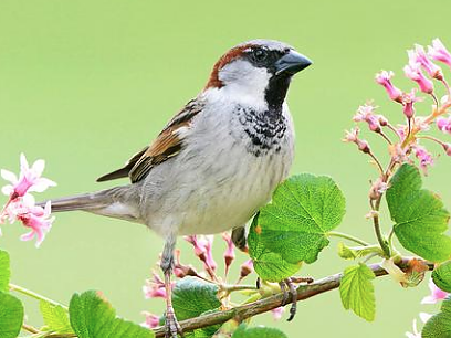Immer noch der häufigste Gartenvogel: der Haussperling (Foto: Marcel van Kammern) Immer noch der häufigste Gartenvogel: der Haussperling (Foto: Marcel van Kammern)