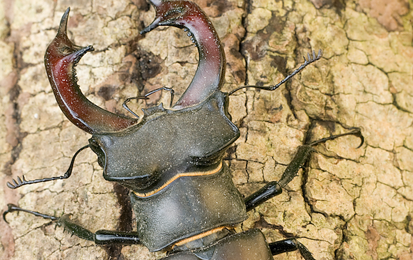 Männlicher Hirschkäfer (Foto: Klaus Kiuntke) Männlicher Hirschkäfer (Foto: Klaus Kiuntke)