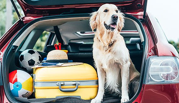 Urlaubsreise mit Haustieren (Foto: Automobilclub von Deutschland e.V.) Urlaubsreise mit Haustieren (Foto: Automobilclub von Deutschland e.V.)