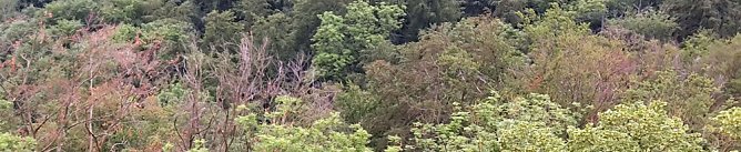 Geschädigten Bäume aus den Wäldern holen (Foto: Karl-Heinz Herrmann) Geschädigten Bäume aus den Wäldern holen (Foto: Karl-Heinz Herrmann)