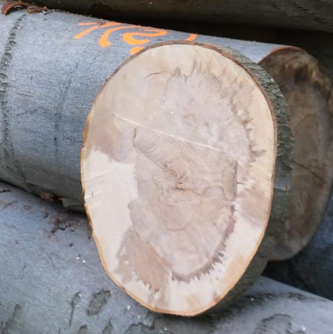 Wenn der Holzpilz zum Pinsel wird (Foto: ThüringenForst) Wenn der Holzpilz zum Pinsel wird (Foto: ThüringenForst)