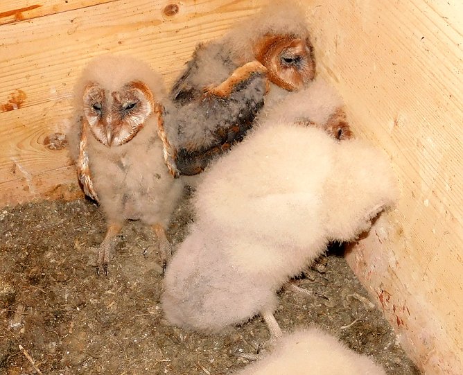 Kinderstube in der Unterkirche Bad Frankenhausen (Foto: Peter Zimmer) Kinderstube in der Unterkirche Bad Frankenhausen (Foto: Peter Zimmer)
