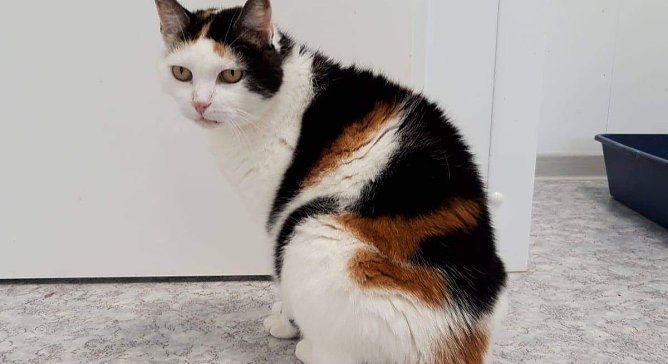 Susi, die H&uuml;bsche (Foto: Tierheim Nordhausen)