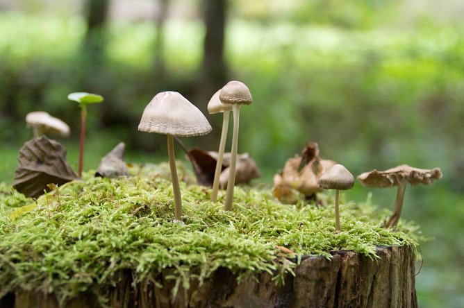 Waldpilze - in diesem Jahr fast Fehlanzeige (Foto: Torsten Rahn)