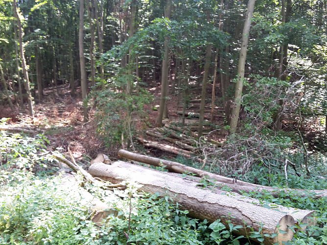 In der Windleite unterwegs (Foto: Karl-Heinz Herrmann)