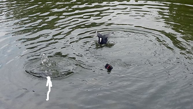 Nachwuchs am Parkteich (Foto: privat) Nachwuchs am Parkteich (Foto: privat)