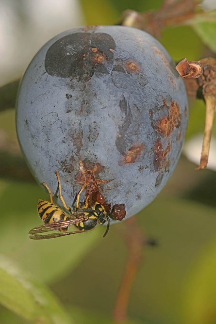 Wespe (Foto: NABU) Wespe (Foto: NABU)