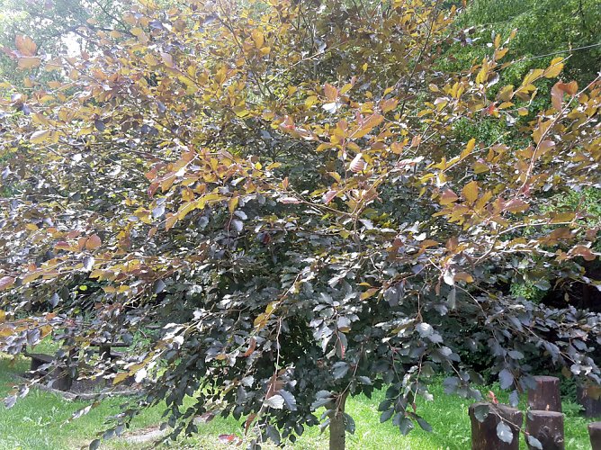 Gruß aus Sondershausen? (Foto: Karl-Heinz Herrmann) Gruß aus Sondershausen? (Foto: Karl-Heinz Herrmann)