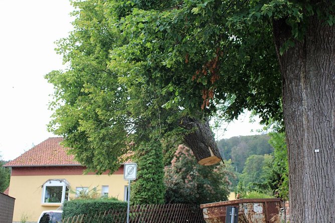 Baumpflege mit Kran (Foto: privat)