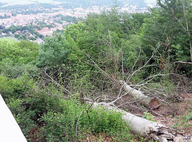 Sicherungsarbeiten durch Th&uuml;ringenForst (Foto: Karl-Heinz Herrmann)
